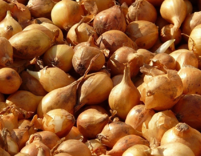 Ceapă pentru plantare ´Všetana´ 8/16 0,25kg