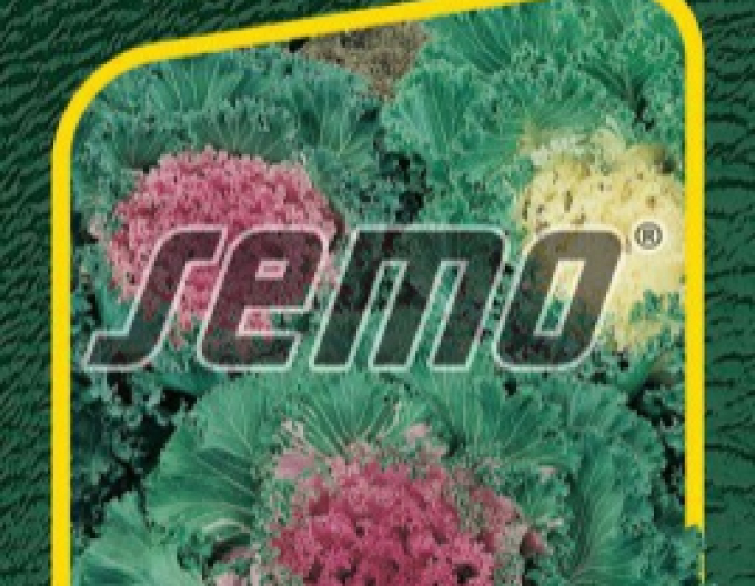 Semo semințe de varză ornamentală „Amestec de culori”