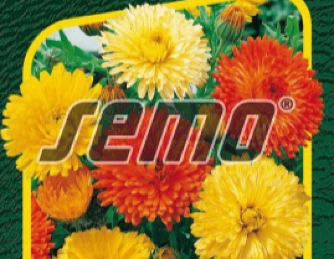 Semințe de gălbenele ´Pacific Beauty´