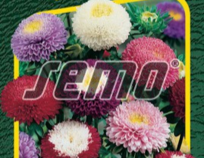 Seed Astra chineză ´Pompon Blend´