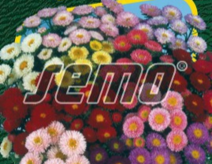 Semințe Astra chineză Matsumoto Mixture