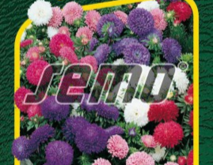 Semo Astra chineză ´Colour Carpet Blend´