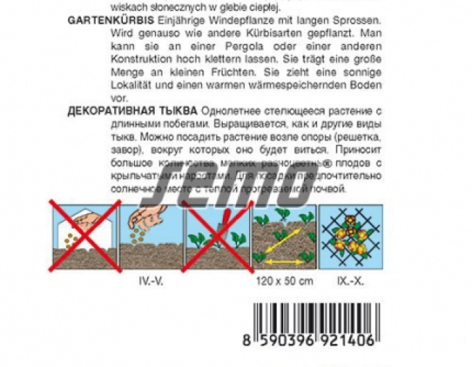 Semo Dovleac ornamental „Aripi Îngerești“