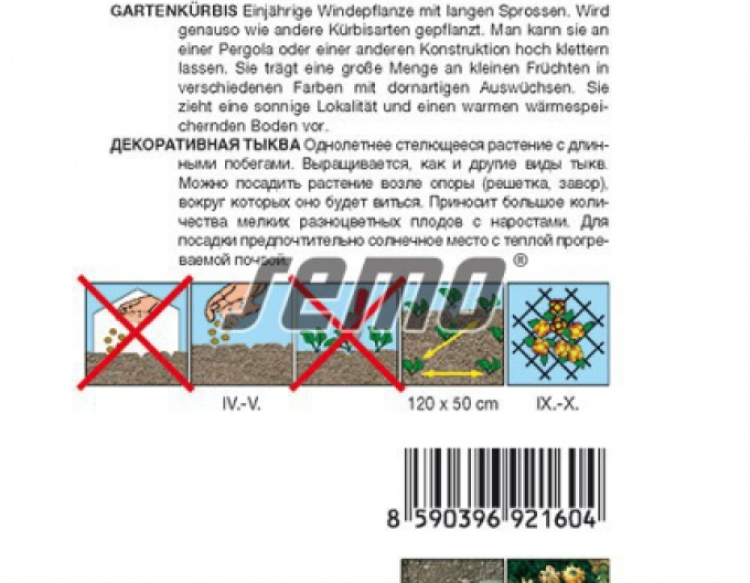 Semo  Dovleac ornamental ´Crown of Thorns´