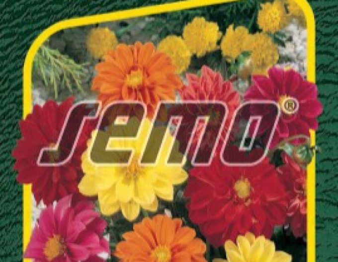 Semo semințe de dalii ´Kompakt Mix´