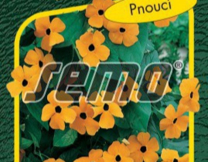 Semo Semințe de Thunbergia Orange