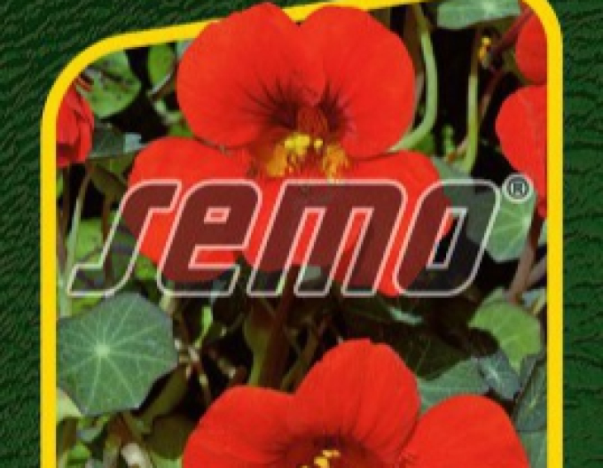 Semo semințe de capucina ´Princesă a Indiei´