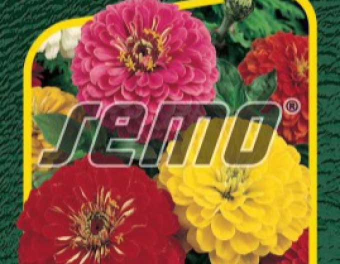 Semo Semințe de cârciumăreasă  ´Geant de California´