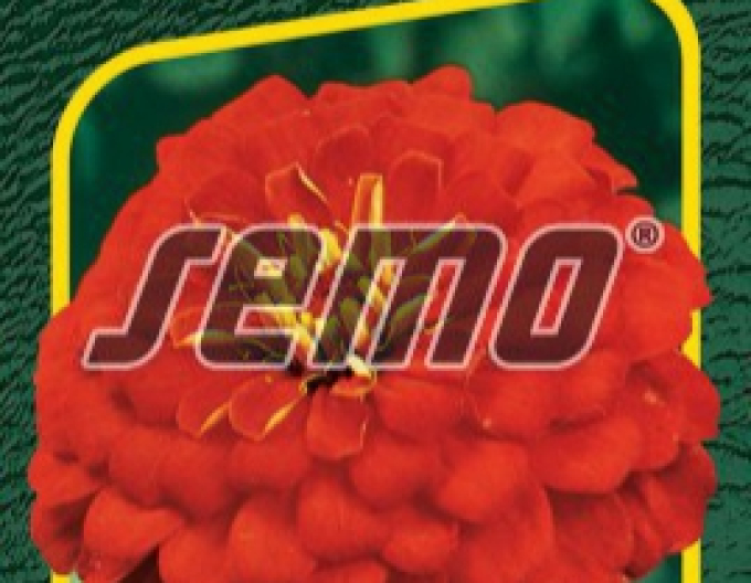 Semo Semințe de cârciumăreasă Cherry Queen