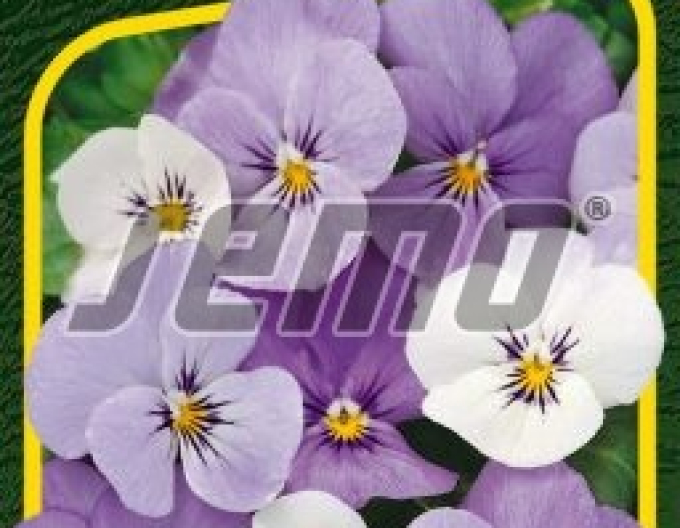 Semo Semințe de Violete  ´Sorbet Ytt´