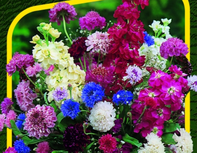 Semințe Amestec de plante anuale pentru tăiere