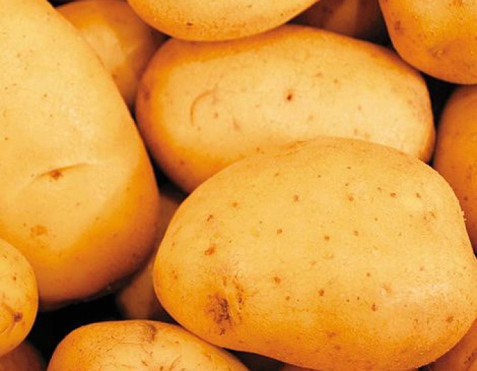 Cartofi de sămânță ´Vivaldi´ 5kg