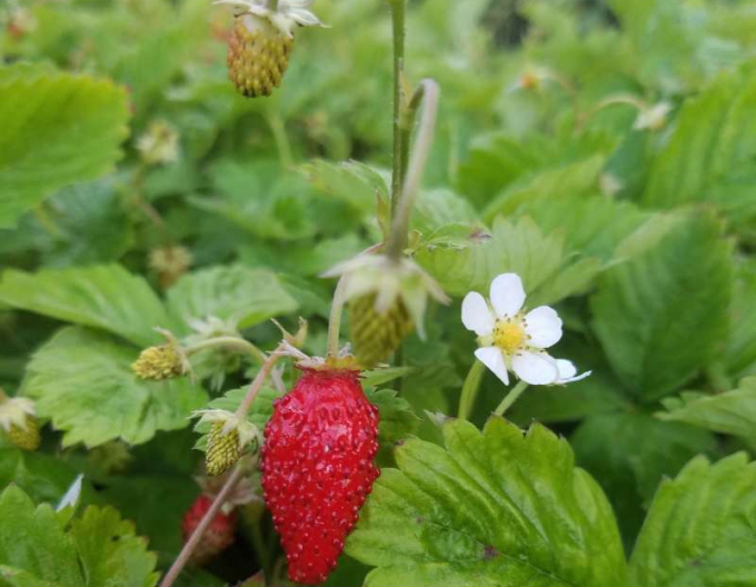 Căpșuni ´Alexandria´