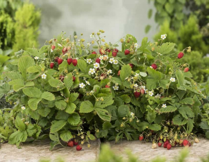 Căpșuni ´Alexandria´