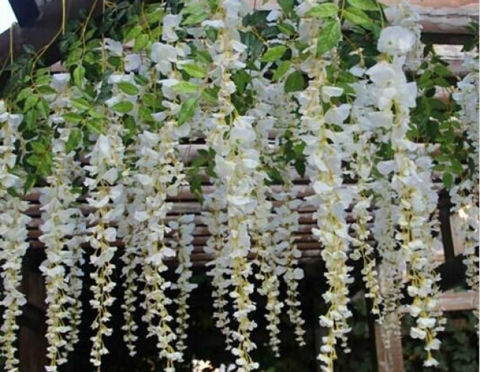 „Glicină„Wisteria noble ´White Silk´