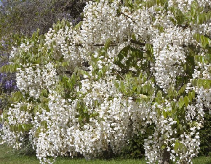 „Glicină„Wisteria noble ´White Silk´