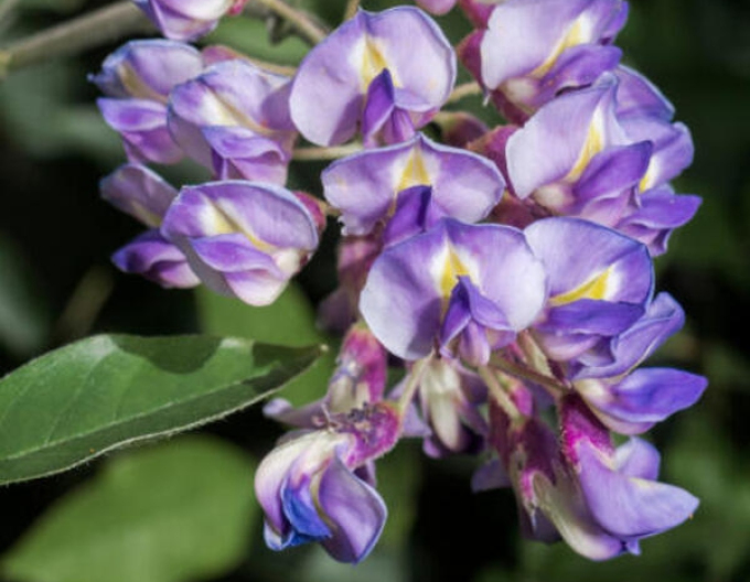 Glicină -  Wisteria multiflora ´Blue Moon´