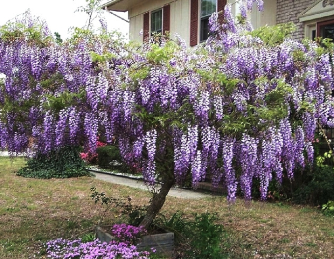 Glicină -  Wisteria multiflora ´Blue Moon´