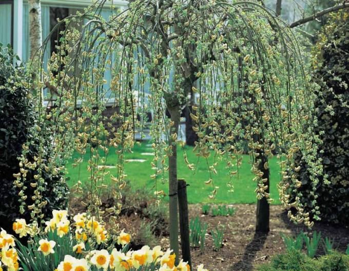 Salcie înaltă ´Kilmarnock´ pe 120cm