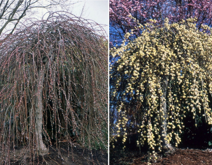 Salcie înaltă ´Kilmarnock´ pe 120cm