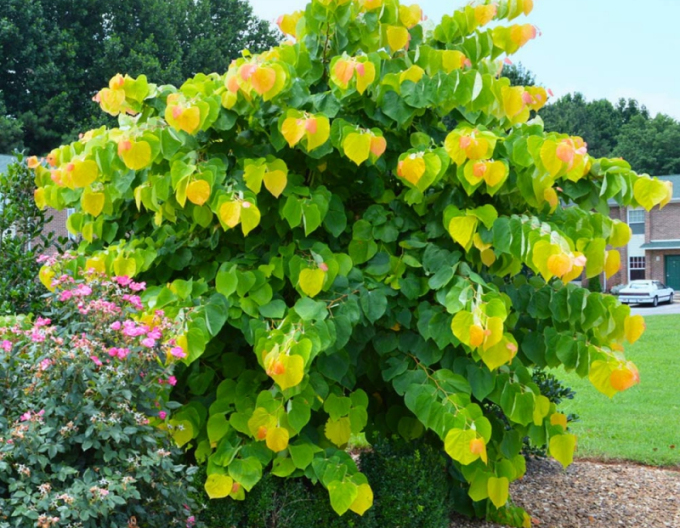 Arborele lui iuda Rising Sun 80cm