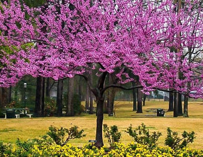 Arborele lui iuda Rising Sun 80cm