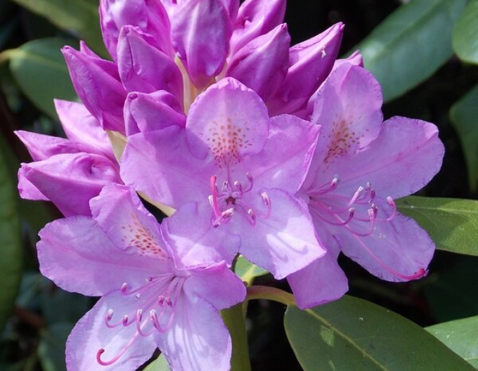 Rhododendron Catawbiense Grandiflorum