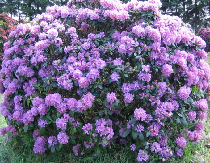 Rhododendron Catawbiense Grandiflorum
