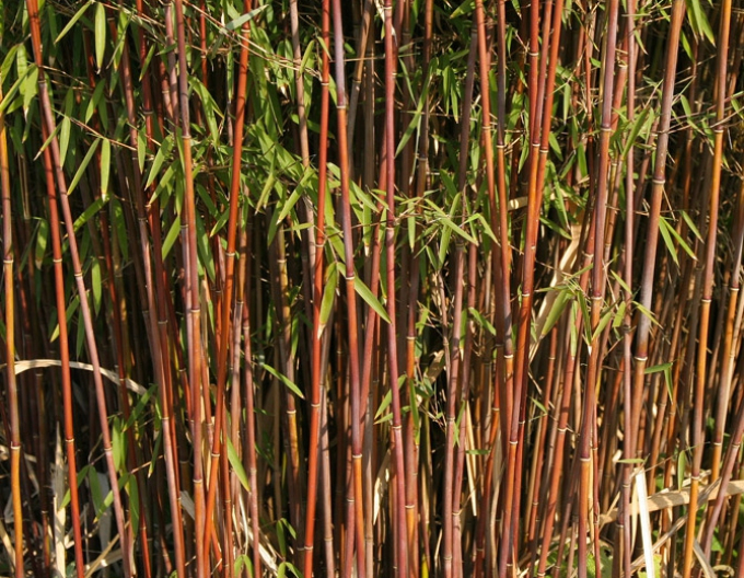 Bambus ´Fargesia Jiuzhaigou ´