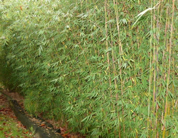 Bambus ´Fargesia Jiuzhaigou ´