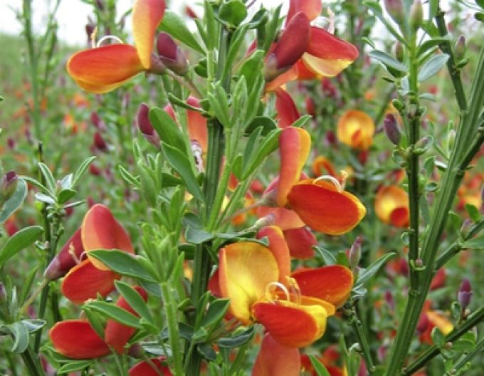 Cytisus ´Lena´