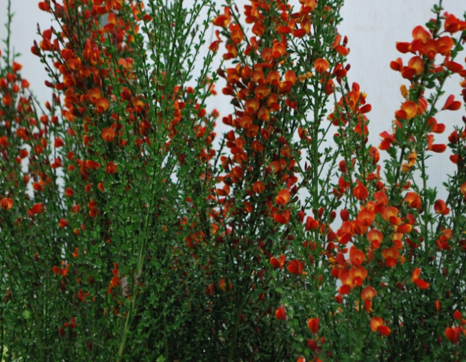Cytisus ´Lena´