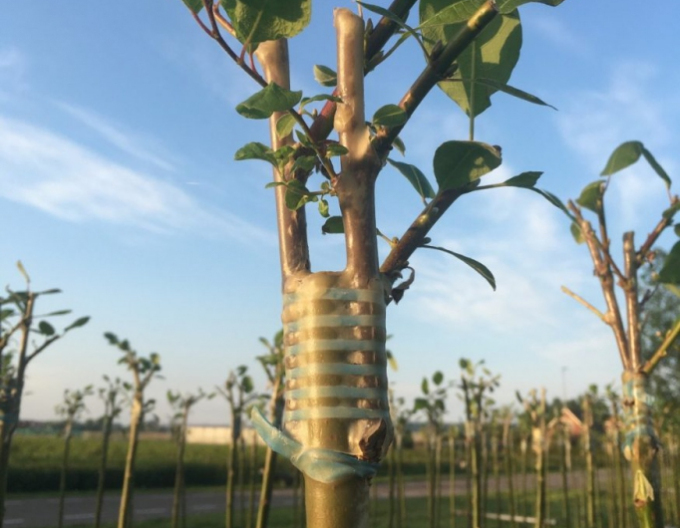 Elastic pentru altoit 200x6mm