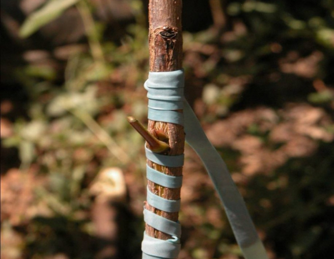 Elastic pentru altoit 100x3,5mm