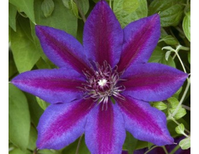 Clematis ´Akaishi´