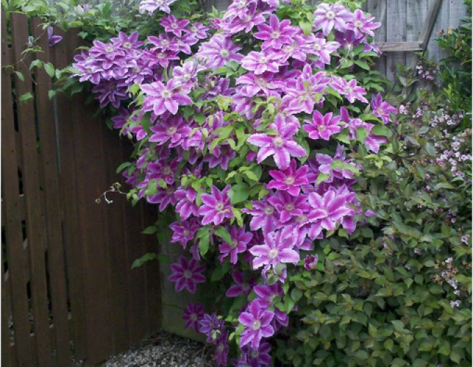 Clematis ´Akaishi´