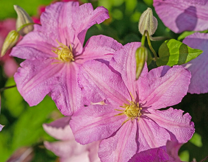 Clematis ´Comtesse de Bouchaud´