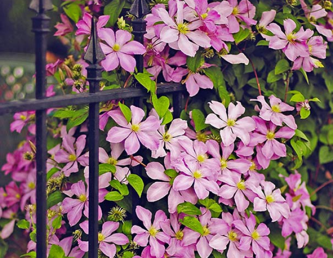 Clematis ´Comtesse de Bouchaud´