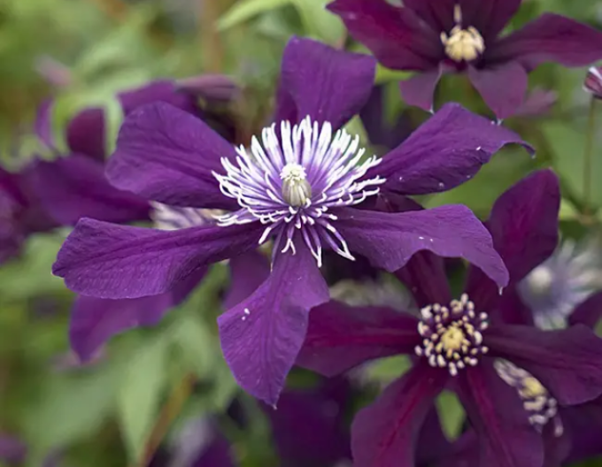 Clematis ´Panther´