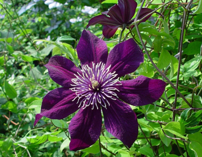 Clematis ´Panther´