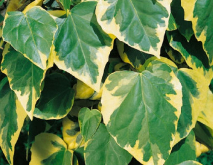 Iedera caucaziană ´Dentata´