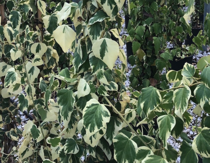 Iedera caucaziană ´Dentata´