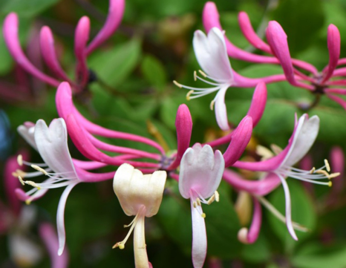 Caprifoi ´Belgica´