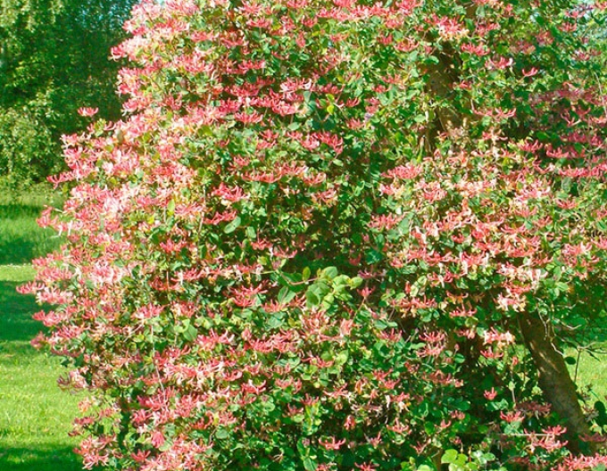 Caprifoi ´Belgica´