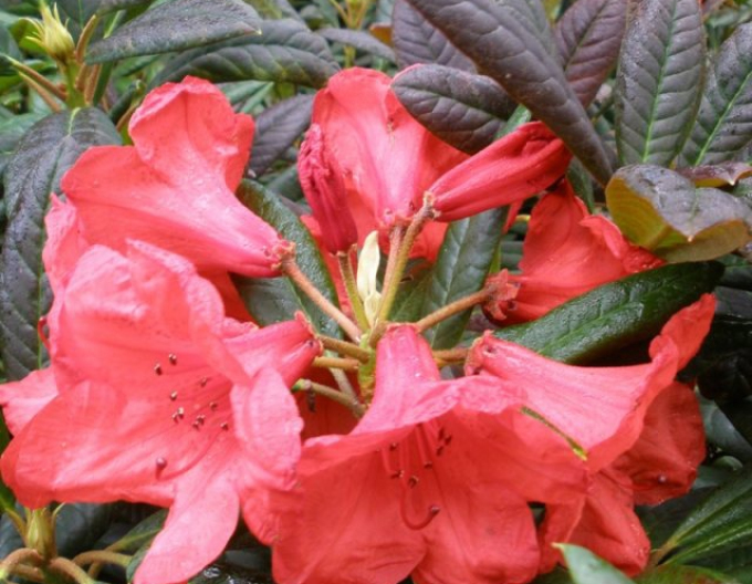 Rhododendron Elizabeth