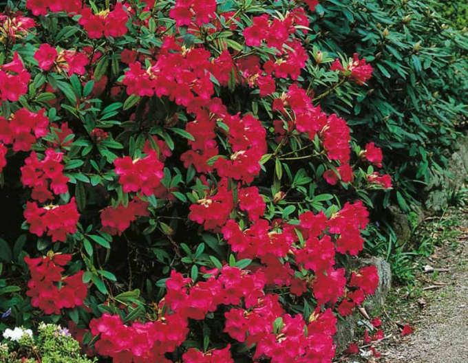 Rhododendron Elizabeth