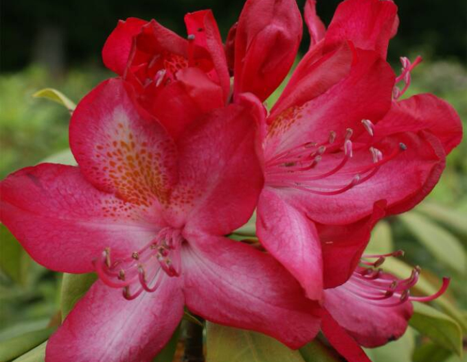 Rhododendron ´Junifeuer´