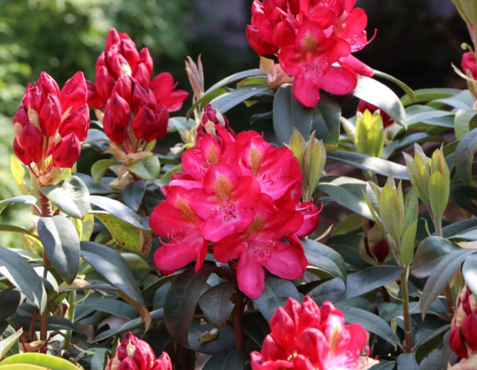 Rhododendron ´Junifeuer´