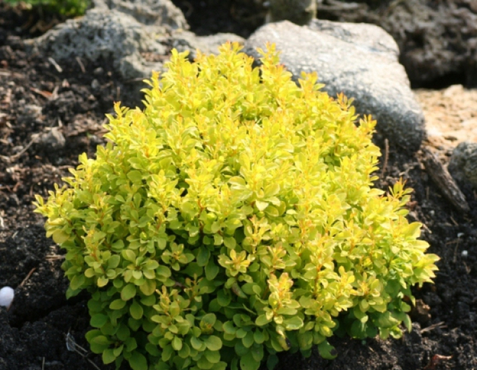 Berberis thunbergii "Tiny Gold"