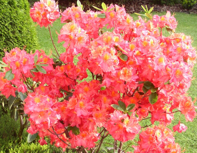 Azalee cu flori mari "Juanita